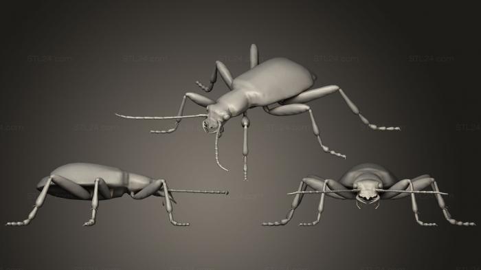 Insects (Bombardier Beetle, INSCT_0038) 3D models for cnc